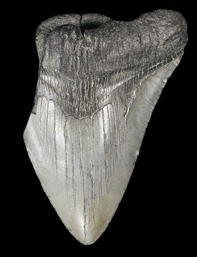 Partial, Megalodon Tooth - Georgia #61641
